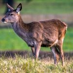 Photo: Musk deer