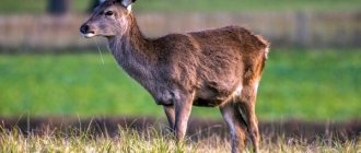 Photo: Musk deer