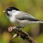 Photo: What does a brown-headed chickadee look like?