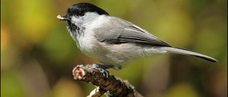 Photo: What does a brown-headed chickadee look like?