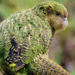 Photo: Kakapo