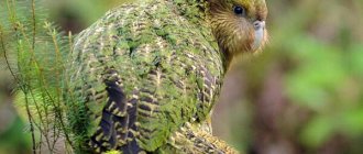 Photo: Kakapo