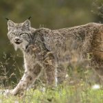 Photo: Canada lynx