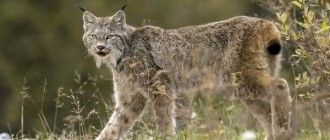 Photo: Canada lynx