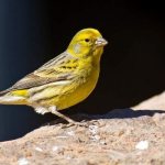 Photo: Canary