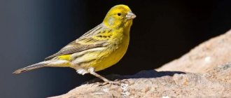 Photo: Canary