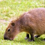 Photo: Capybara