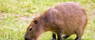 Photo: Capybara