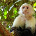 Photo: Capuchin