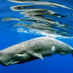 Photo: Sperm whale