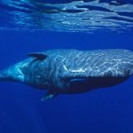 photo of sperm whale