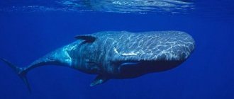 photo of sperm whale