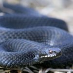 Photo: Caucasian viper