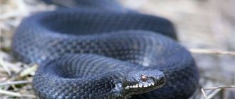 Photo: Caucasian viper