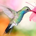 Photo: Hummingbird