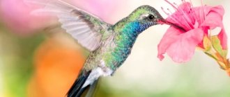 Photo: Hummingbird