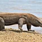 Photo: Komodo dragon