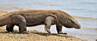 Photo: Komodo dragon