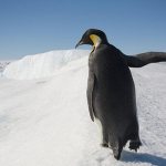 Photo: King Penguin