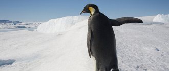 Photo: King Penguin