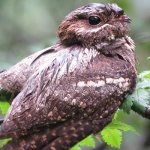 Photo: Nightjar