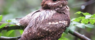 Photo: Nightjar