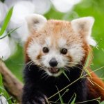 photo of red panda