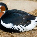 Photo: Red-breasted goose