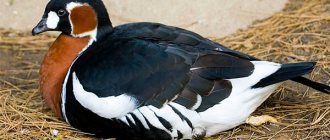 Photo: Red-breasted goose