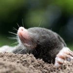 Photo: Mole