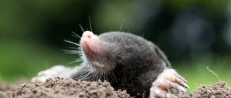 Photo: Mole