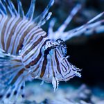 Photo: Lionfish