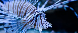 Photo: Lionfish