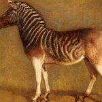 Photo: Quagga