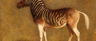 Photo: Quagga