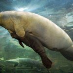 Photo: Manatee