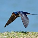 Photo: Swallow