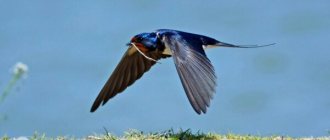 Photo: Swallow