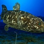 Photo: Coelacanth