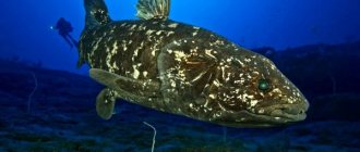 Photo: Coelacanth