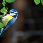 Photo: Blue Tit