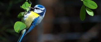 Photo: Blue Tit