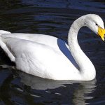 Photo: Whooper Swan