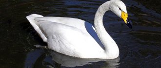 Photo: Whooper Swan