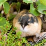 Photo: Lemming