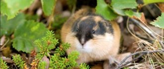 Photo: Lemming