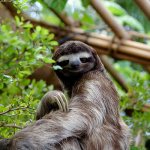 Photo: Sloth