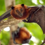 Photo: Flying fox