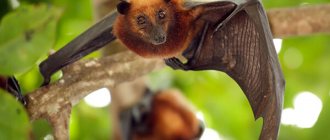 Photo: Flying fox