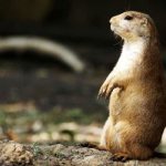 Photo: Prairie dog